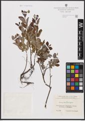 Foto von Salix aurita L. x Salix repens L.